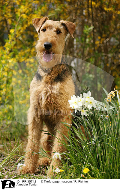 Airedale Terrier / Airedale Terrier / RR-35742