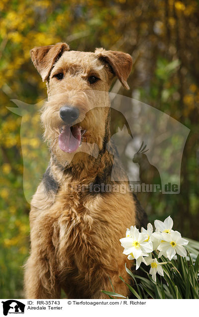 Airedale Terrier / Airedale Terrier / RR-35743