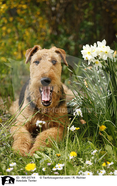 Airedale Terrier / Airedale Terrier / RR-35744