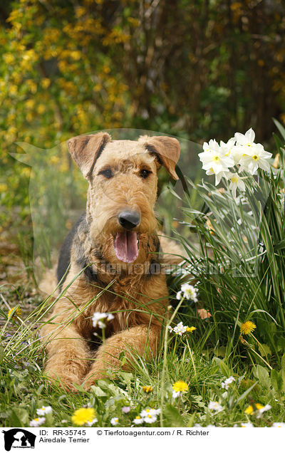 Airedale Terrier / Airedale Terrier / RR-35745