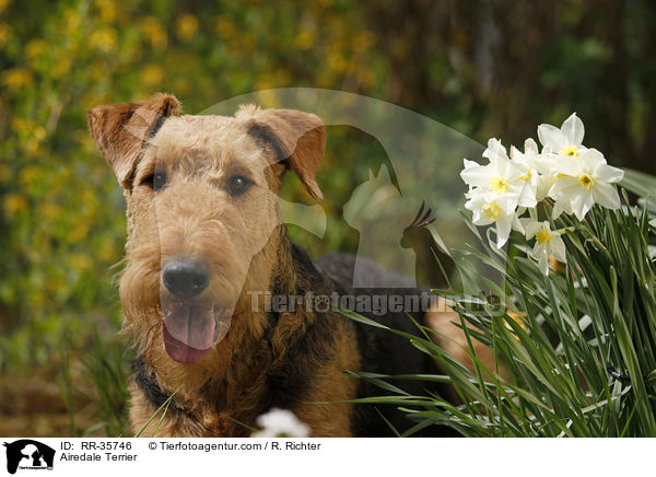 Airedale Terrier / Airedale Terrier / RR-35746