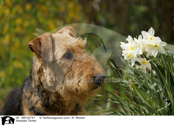 Airedale Terrier / Airedale Terrier / RR-35747