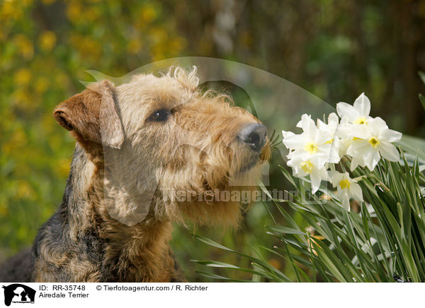 Airedale Terrier / Airedale Terrier / RR-35748