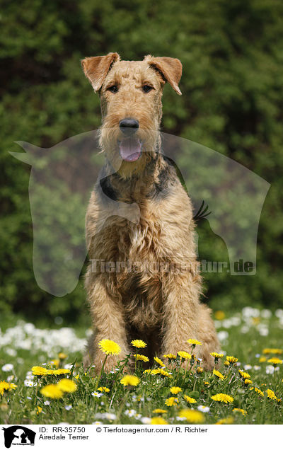 Airedale Terrier / Airedale Terrier / RR-35750