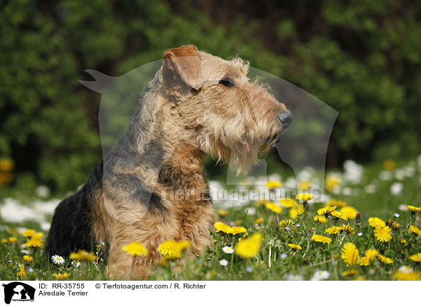 Airedale Terrier / Airedale Terrier / RR-35755