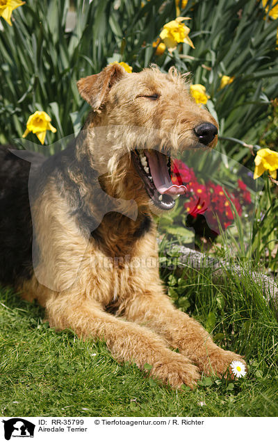 Airedale Terrier / Airedale Terrier / RR-35799