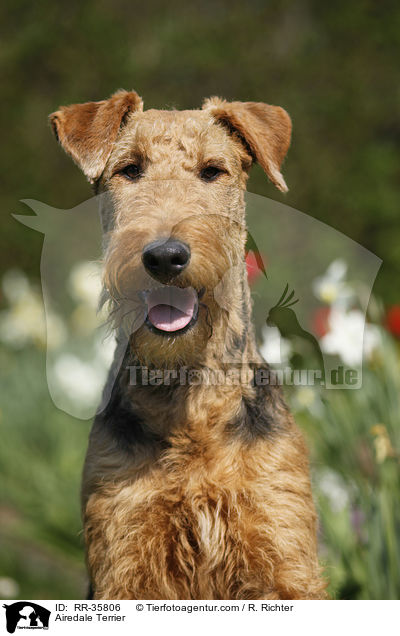 Airedale Terrier / Airedale Terrier / RR-35806