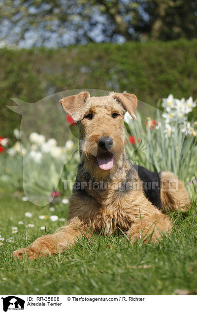 Airedale Terrier / Airedale Terrier / RR-35808