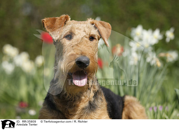 Airedale Terrier / Airedale Terrier / RR-35809