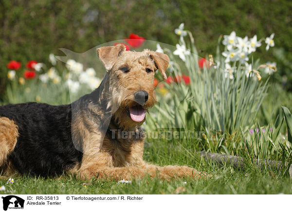 Airedale Terrier / Airedale Terrier / RR-35813