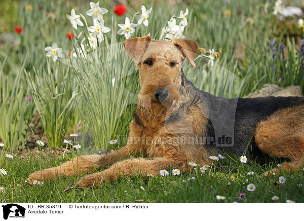 Airedale Terrier / Airedale Terrier / RR-35819