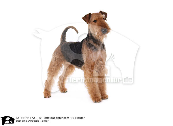 stehender Airedale Terrier / standing Airedale Terrier / RR-41172