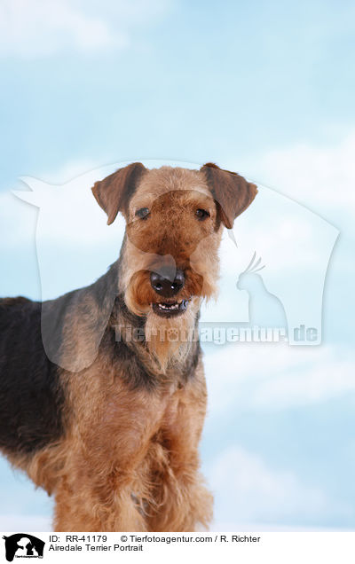 Airedale Terrier Portrait / Airedale Terrier Portrait / RR-41179