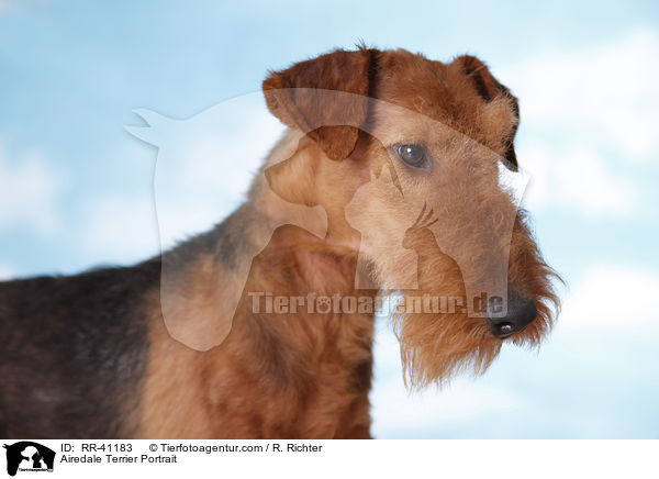 Airedale Terrier Portrait / Airedale Terrier Portrait / RR-41183