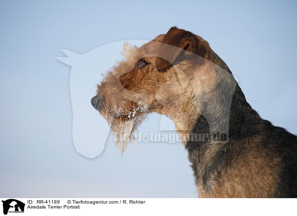 Airedale Terrier Portrait / Airedale Terrier Portrait / RR-41189