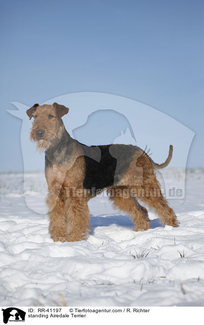 stehender Airedale Terrier / standing Airedale Terrier / RR-41197