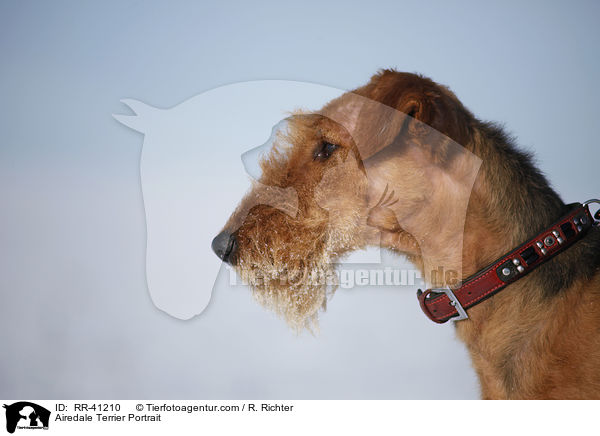 Airedale Terrier Portrait / Airedale Terrier Portrait / RR-41210