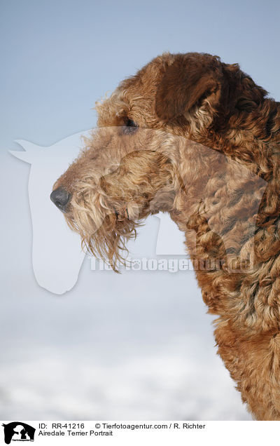 Airedale Terrier Portrait / Airedale Terrier Portrait / RR-41216