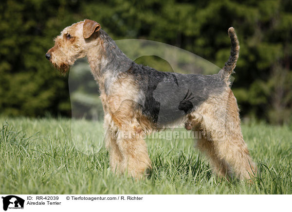 Airedale Terrier / Airedale Terrier / RR-42039