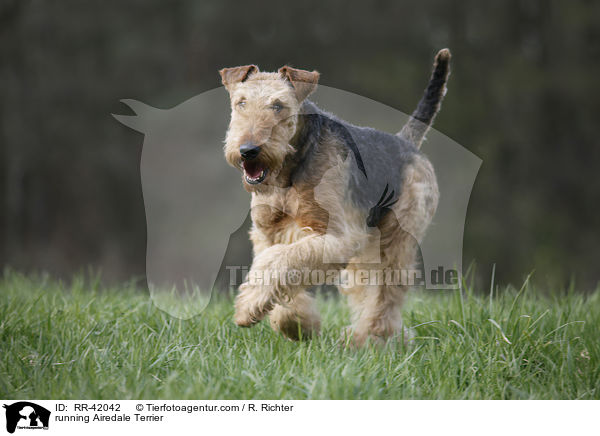 rennender Airedale Terrier / running Airedale Terrier / RR-42042