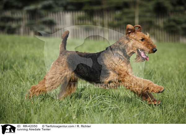 rennender Airedale Terrier / running Airedale Terrier / RR-42050