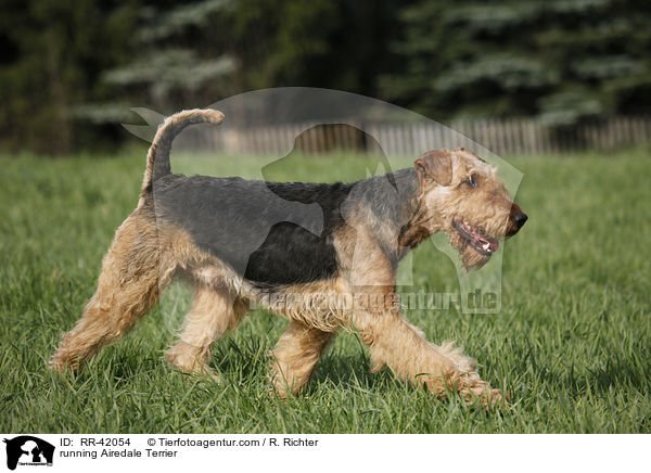 rennender Airedale Terrier / running Airedale Terrier / RR-42054