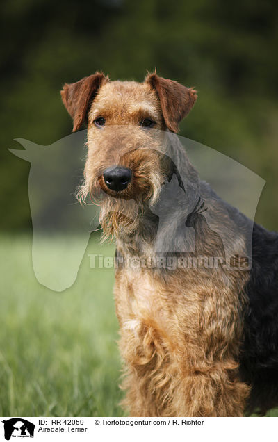 Airedale Terrier / Airedale Terrier / RR-42059