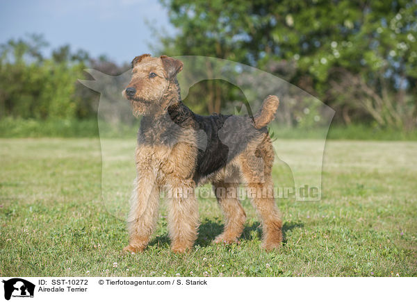 Airedale Terrier / Airedale Terrier / SST-10272