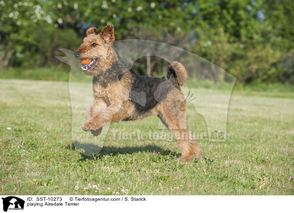 spielender Airedale Terrier / playing Airedale Terrier / SST-10273