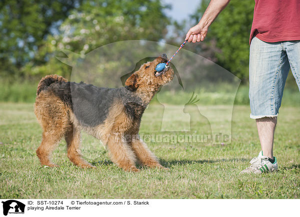 spielender Airedale Terrier / playing Airedale Terrier / SST-10274