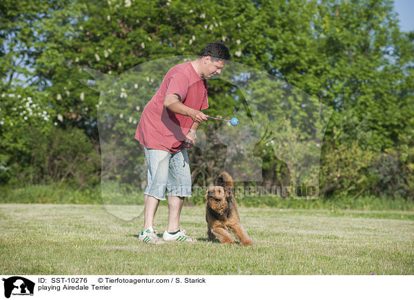 spielender Airedale Terrier / playing Airedale Terrier / SST-10276