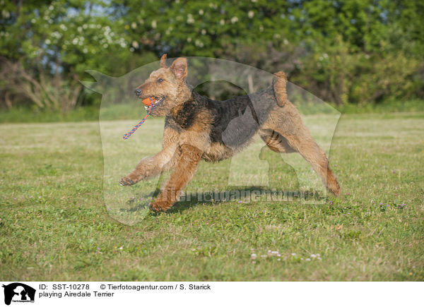 spielender Airedale Terrier / playing Airedale Terrier / SST-10278