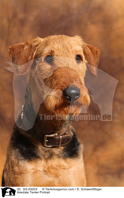 Airedale Terrier Portrait / Airedale Terrier Portrait / SS-29202