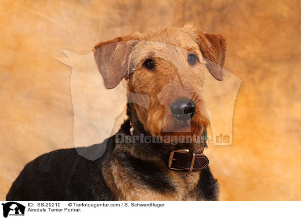 Airedale Terrier Portrait / Airedale Terrier Portrait / SS-29210