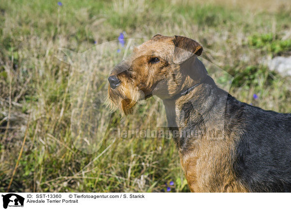 Airedale Terrier Portrait / Airedale Terrier Portrait / SST-13360