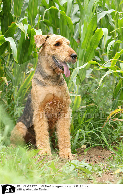 sitzender Airedale Terrier / sitting Airedale Terrier / KL-17127