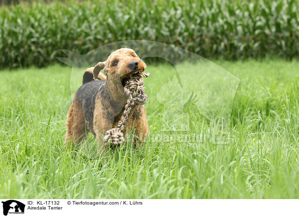 Airedale Terrier / Airedale Terrier / KL-17132