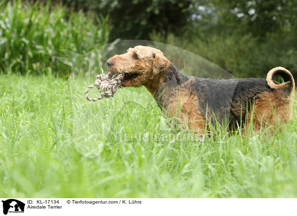 Airedale Terrier / Airedale Terrier / KL-17134