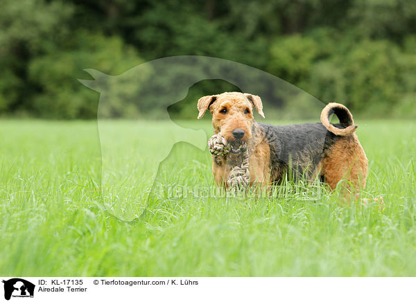 Airedale Terrier / Airedale Terrier / KL-17135