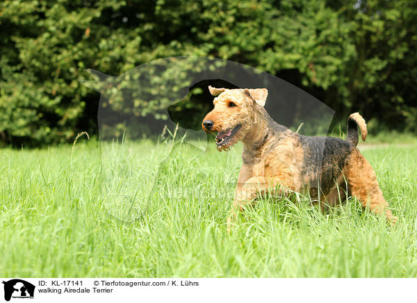 laufender Airedale Terrier / walking Airedale Terrier / KL-17141