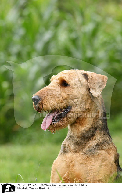 Airedale Terrier Portrait / Airedale Terrier Portrait / KL-17145