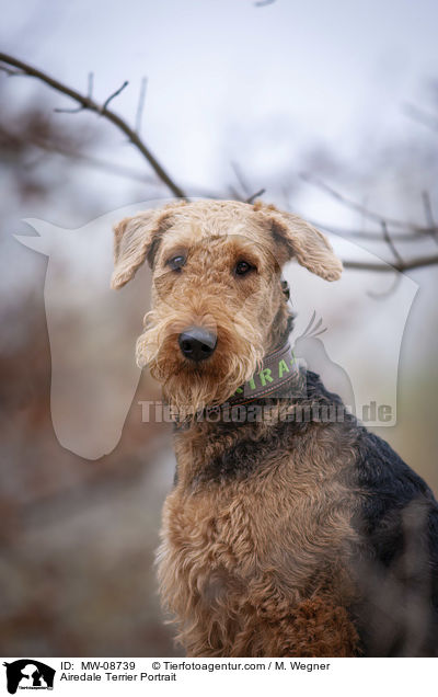 Airedale Terrier Portrait / Airedale Terrier Portrait / MW-08739