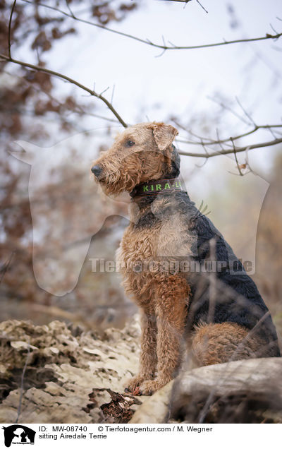 sitzender Airedale Terrier / sitting Airedale Terrie / MW-08740