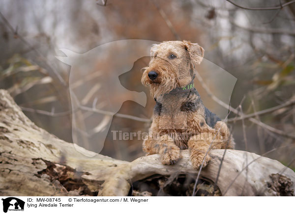 liegender Airedale Terrier / lying Airedale Terrier / MW-08745