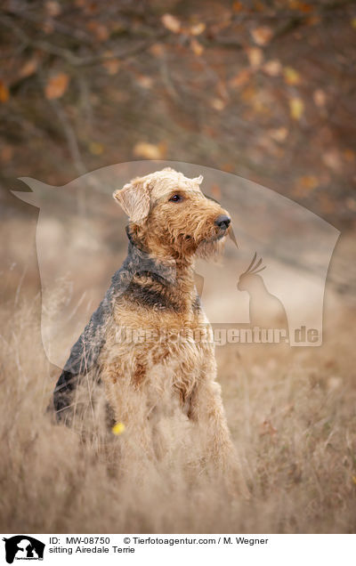 sitzender Airedale Terrier / sitting Airedale Terrie / MW-08750