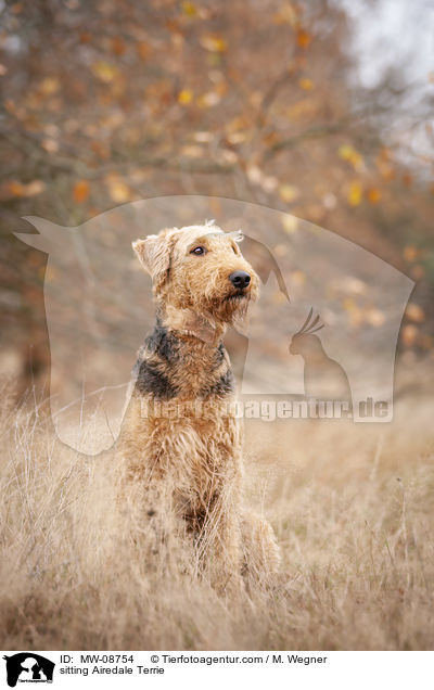 sitzender Airedale Terrier / sitting Airedale Terrie / MW-08754