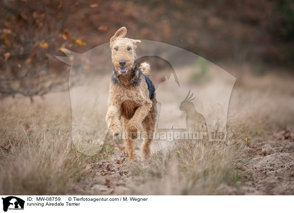 rennender Airedale Terrier / running Airedale Terrier / MW-08759