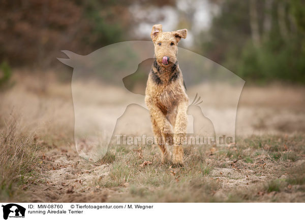 rennender Airedale Terrier / running Airedale Terrier / MW-08760