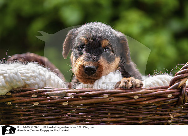 Airedale Terrier Welpe im Krbchen / Airedale Terrier Puppy in the basket / MW-08767