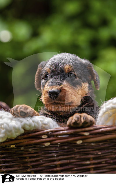 Airedale Terrier Welpe im Krbchen / Airedale Terrier Puppy in the basket / MW-08768
